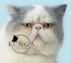 Kucing jantan peaknose longhair blue van