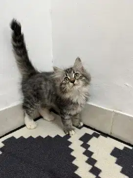 Kucing persia flatnose