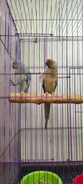 Indian ring neck sepasang mapan