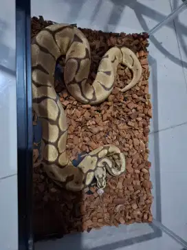 BP Spyder Jantan