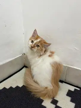 Kucing persian oyenn