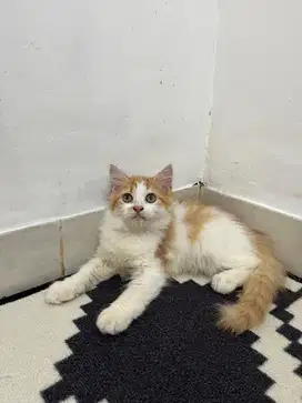 Kucing persian oyenn