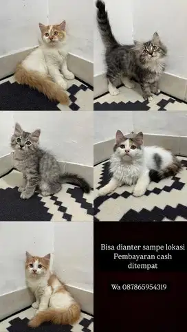 Kucing persian flatnose