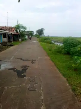 Tanah sawah datar 1,5 hektar, pamanukan subang