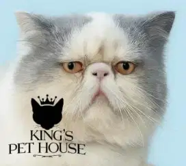 Jantan peaknose longhair blue van jago kimpoy