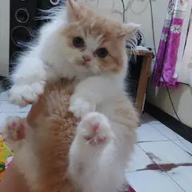 Kucing persian flatnose Superr