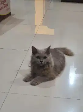 BSH Long Hair, 5 bulan