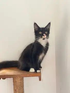 Kucing maincone betina 5 bulan ras murni