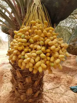 Pohon kurma azwa pohon pelindung dll #39