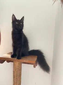 Kucing maincone jantan 5 bulan ras murni