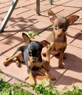 JUAL ANJING MINI PINCHER