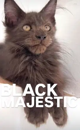 Kucing maincone betina black 5 bulan polydectil non ped