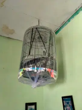 kandang murai no.3 baru