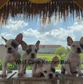 French Bull Dog