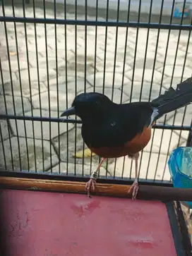 Burung murai batu