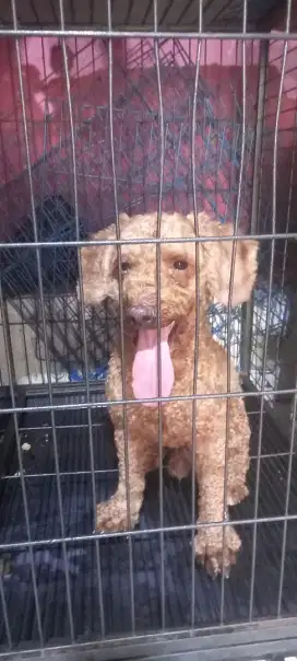 Anjing Red Poodle Toy