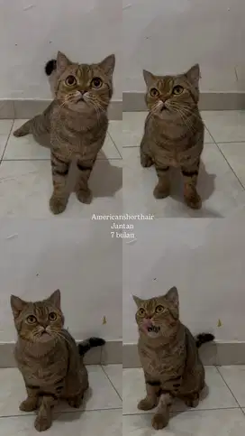 Kucing americanshorthair
