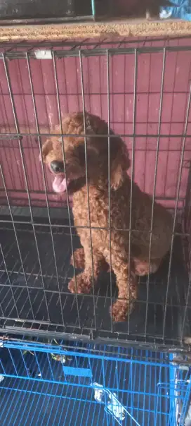 Anjing Red Poodle Toy