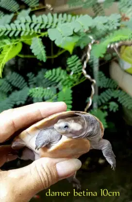 Kura air damer betina