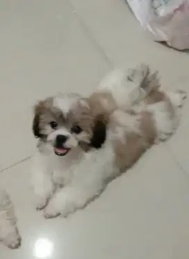 Anak Anjing Shitsu Mumer