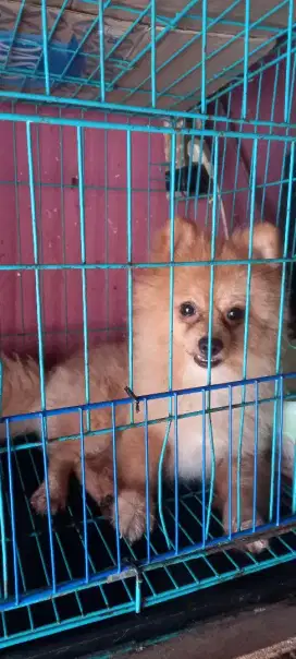 Anjing Mini Pom Jantan