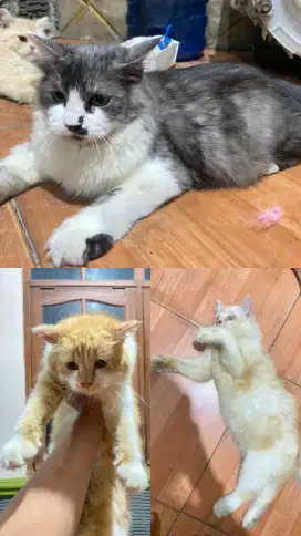 Dijual kucing anggora/persia