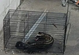 Jual Cepat MUSANG Tangkapan