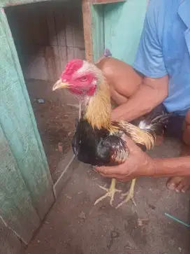 Ayam Bangkok x mangon