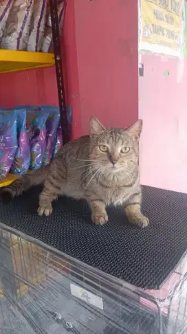 Kucing munchkin jantan belajar kawin