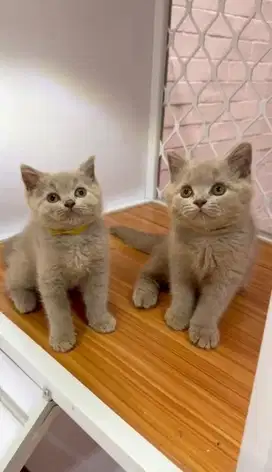 Kucing BSH Kitten Bsh