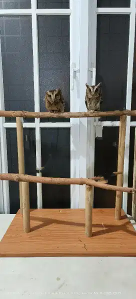 Sepasang burung jinak skill