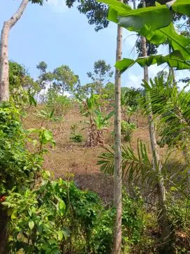 Kayu medang campang jaya