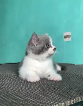 BSH BRITISH SHORTHAIR (JANTAN) NONPED