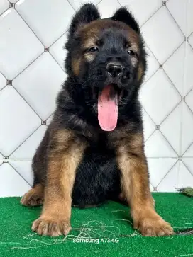Anakan anjing ras mix