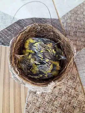 Anakan burung Cito baru dapet