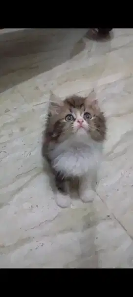 KITTEN PERSIA LONGHAIR SUPER