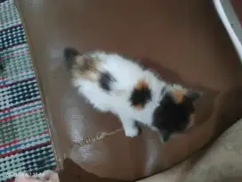 Anakan kucing Persia