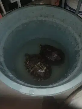 Kura kura brazil