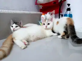 3 kitten munchkin cebol