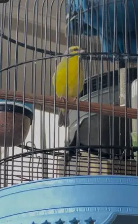 Burung Mozambik fullset