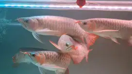 Arwana super red 38-43cm