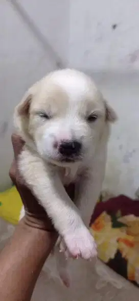 Puppy newborn pom X tekel