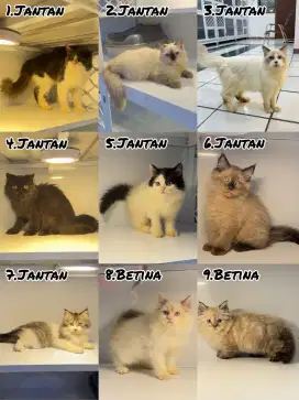 adopsi kucing  Persia