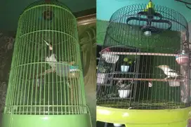 Jalak suren dan putih