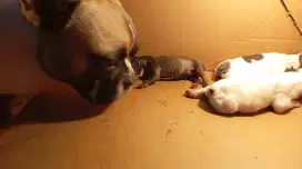French bulldog mini size betina