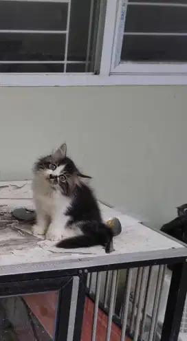 Kucing kitten persia 4 ekor / himalaya / anggora / peaknose