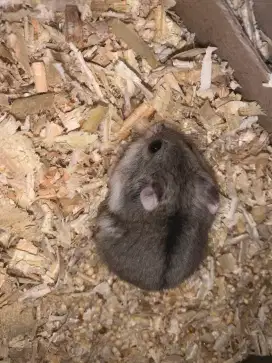 Hamster berbagaii jenis