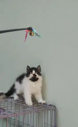 Kucing kitten persia medium 4 ekor / peaknose / himalaya / anggora