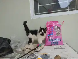 Kucing kitten persia medium 4 ekor / himalaya / anggora / peaknose