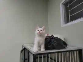 Kucing kitten persia medium 4 ekor / anggora / himalaya / peaknose